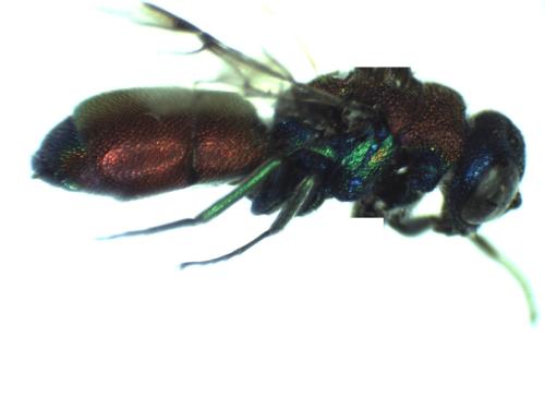 Chrysis chrysostigma